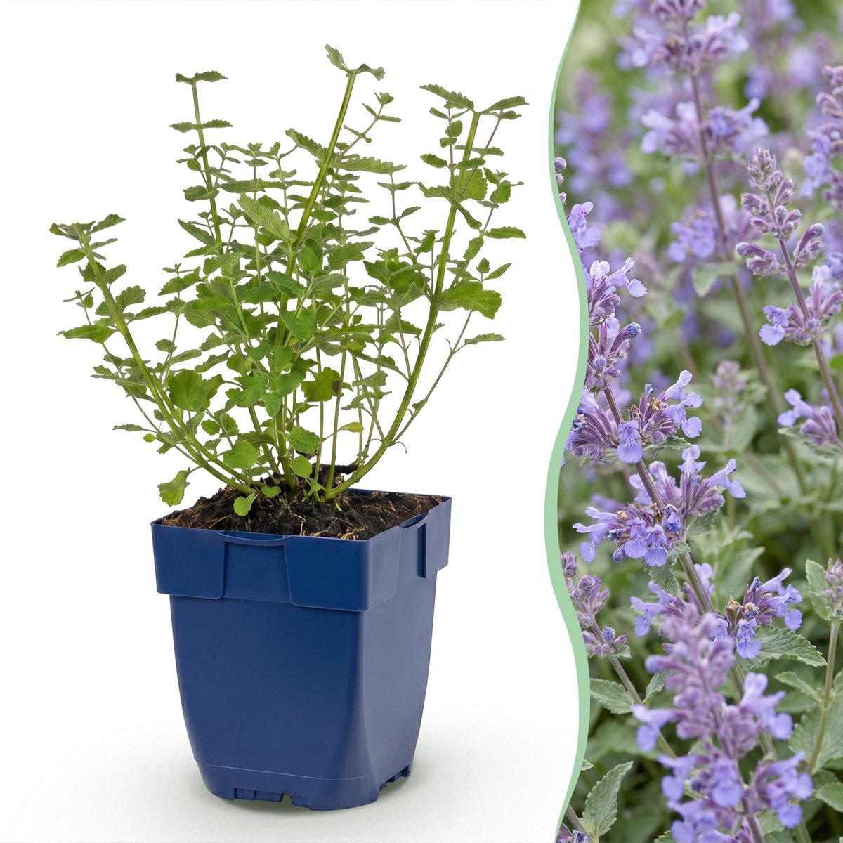Plantenboetiek.nl | Nepeta faassenii Walker's Low - Kattenkruid - Bijen en Vlinderlokkers - Blauw - 3 Planten - Ø11cm - 15-25cm hoog - Tuinplant