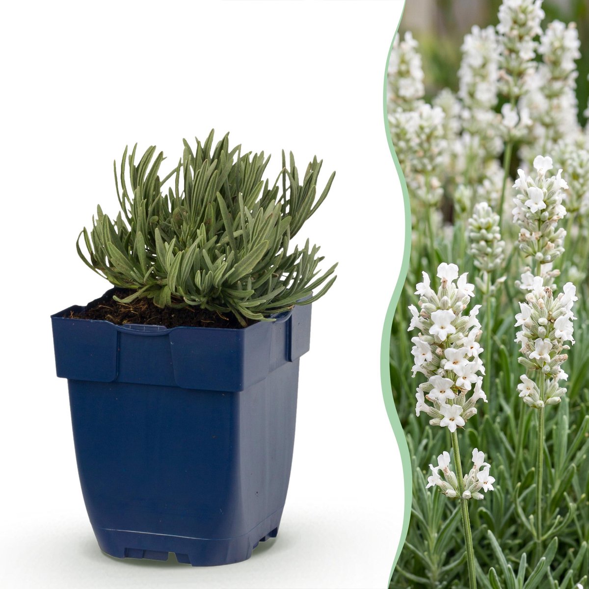 Plantenboetiek.nl | Lavandula ang. Edelweiss - Lavendel - Geurend - Wit - 6 Planten - Ø11cm - 15-25cm hoog - Tuinplant