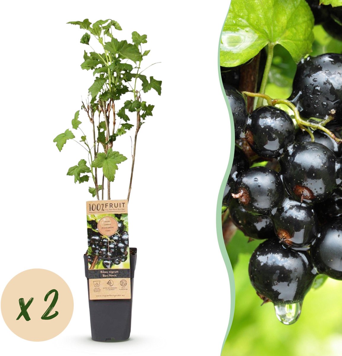 Plantenboetiek.nl | Ribes nigrum Ben Nevis - Bessenplant - Winterhard - Zwarte Bes - 2 Planten - Ø15cm - 40-50cm hoog - Tuinplant