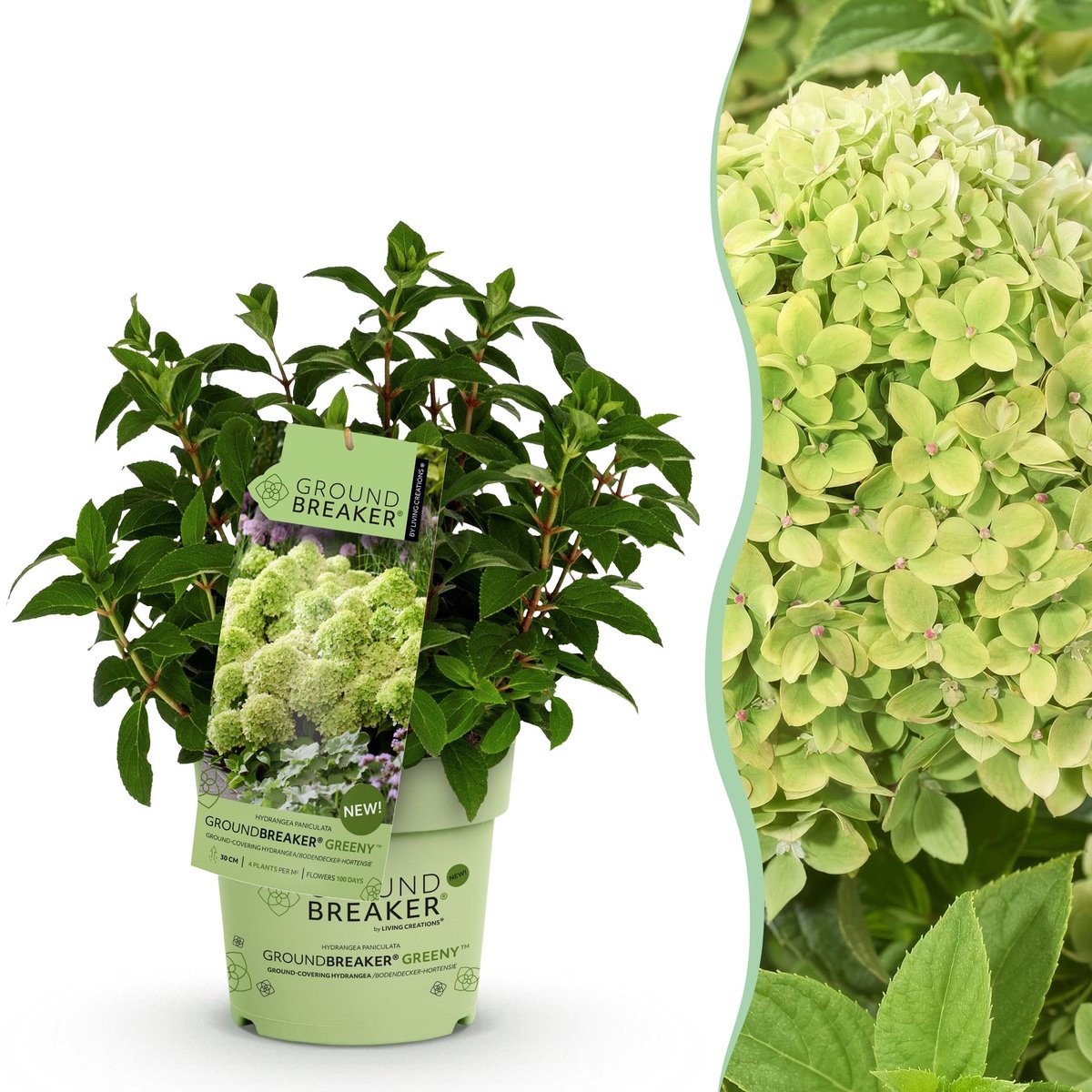 Plantenboetiek.nl | Hydrangea panniculata Groundbreaker Greeny - Pluimhortensia - Winterhard - Creme - Ø14cm - 20-25cm hoog - Tuinplant