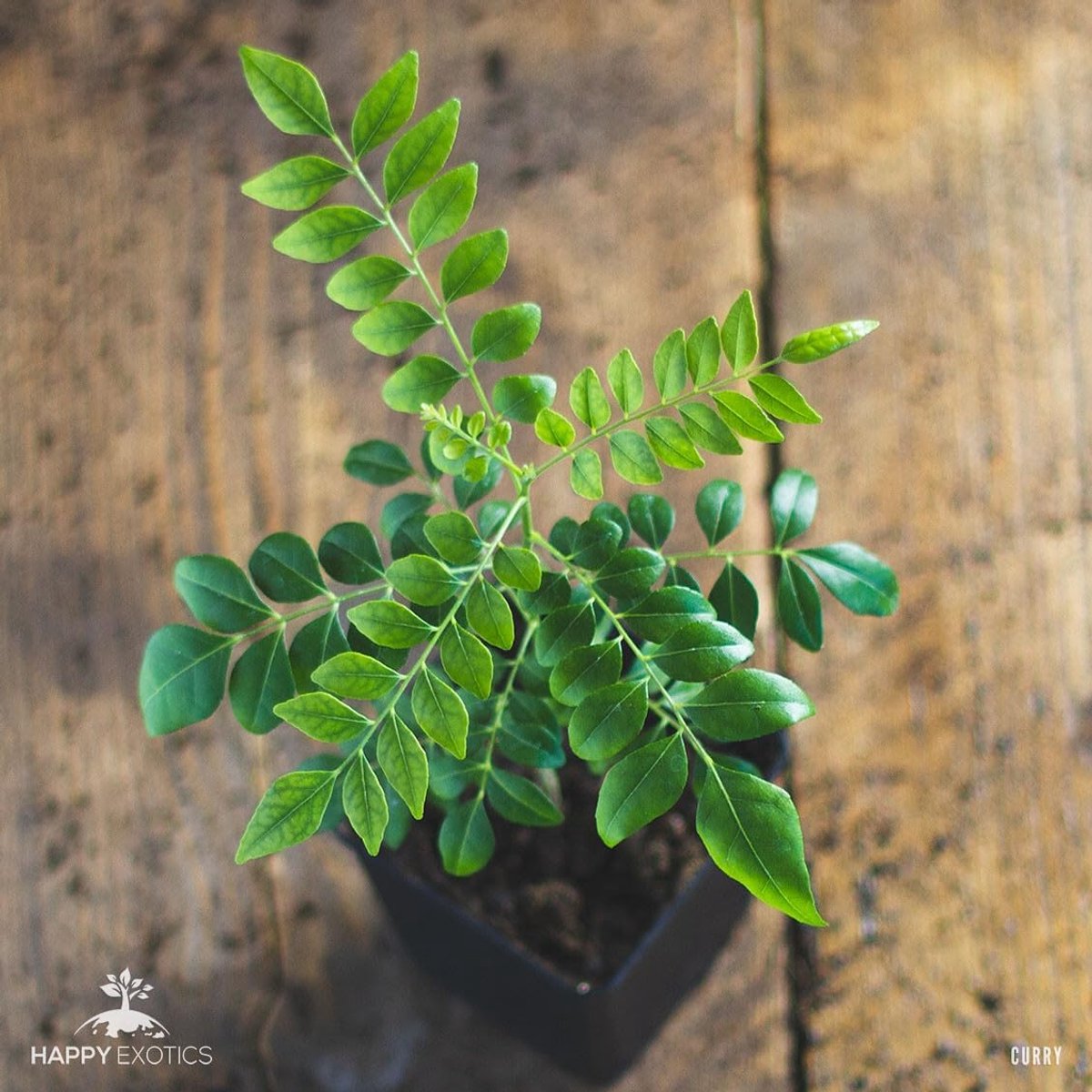 Currybladplant 10-15cm - Jonge plant - Aromatische bladeren - Perfect voor jouw keuken - SnelShoppen