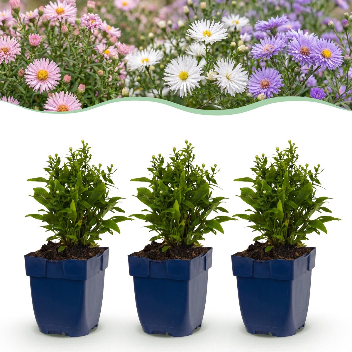 Green boutiQ - Vasteplant - Aster Tricolour - Zee Aster - Bijen en Vlinderlokkers - Paars - Roze - Wit - 24 Planten - Pot 11cm - Hoogte 15-25cm