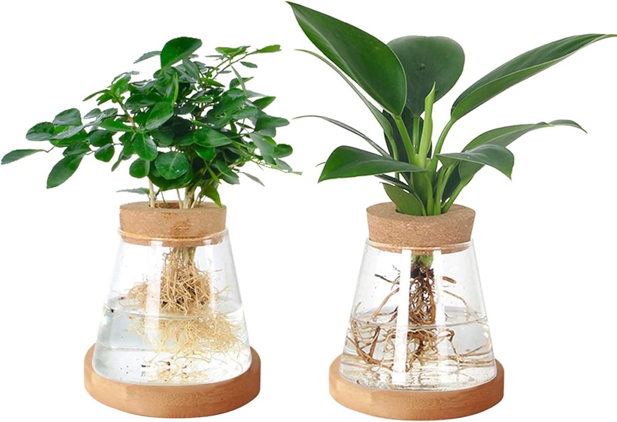 SnelShoppen - Glass Avocado Vase Set van 2 - Transparante Glazen Plantenpot met Houten Deksel en Bamboe Stand voor Hydroponics, Decoratie voor Thuis,
