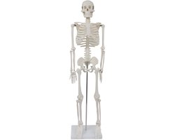 Anatomisch model skelet, miniatuur anatomisch skelet, menselijk skelet, menselijk lichaam, 87 cm, anatomisch skeletmodel met standaard, decoratief item, MedMod