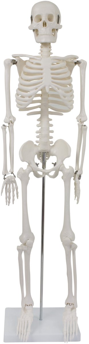 Anatomisch model skelet, miniatuur anatomisch skelet, menselijk skelet, menselijk lichaam, 87 cm, anatomisch skeletmodel met standaard, decoratief item, MedMod