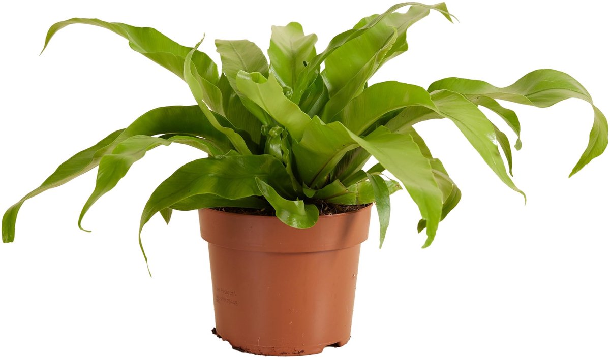 Dailygoods - Set van 2 Asplenium Antiquum - Nestvaren Kamerplanten - Luchtzuiverend en Diervriendelijk