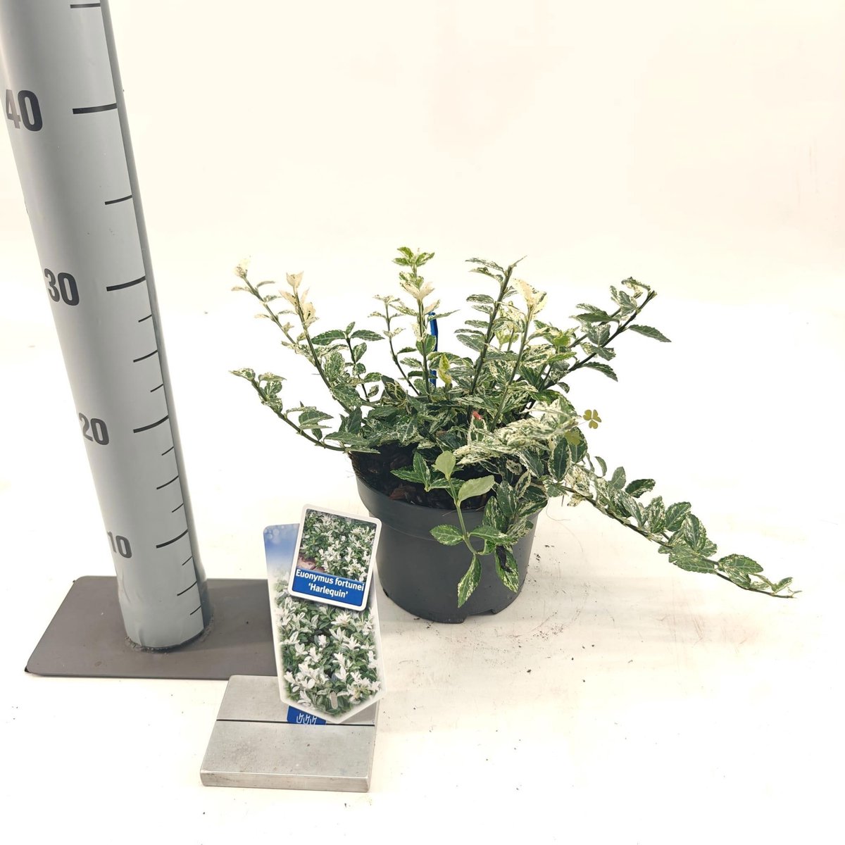Euonymus fort. 'Harlequin' - Kardinaalshoed | 20-25 cm in pot