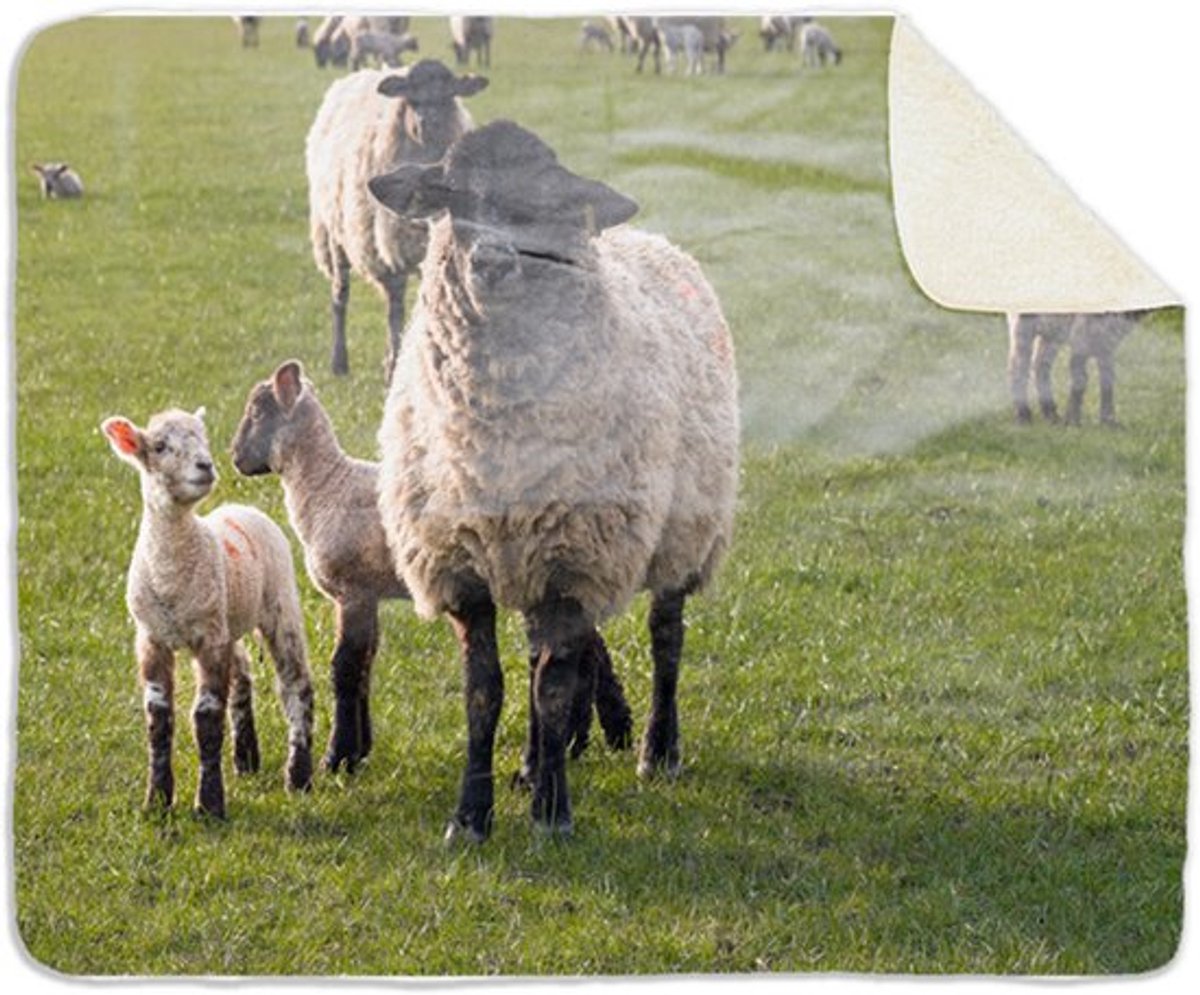 Fleecedeken Schaap met lammetjes, Materiaal: Sherpa, Polyester Afmetingen: 147x97cm
