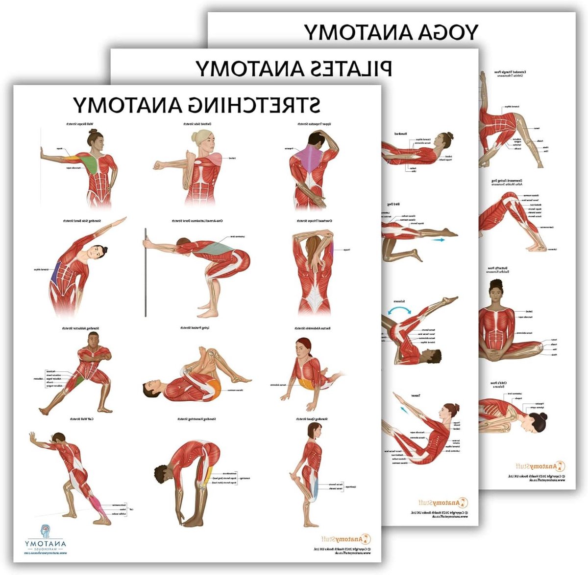 Anatomie Poster Set - Oefenkaart Lichaam - Fitness Training - Gedetailleerde Illustraties - 173 x 225 inch - Full Color