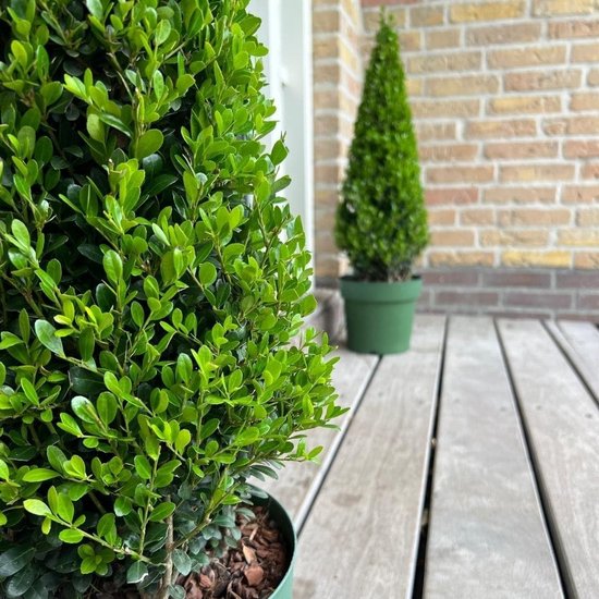 Hulstplanten Piramide - Buxus vervanger - Tuin decoratie - Resistent tegen buxusboorder - 55 cm hoog - Groen — afbeelding 5