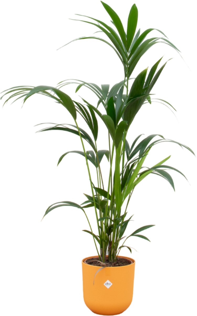 Combi deal - Kentia palm inclusief elho Jazz Round geel Ø26 - 160 cm