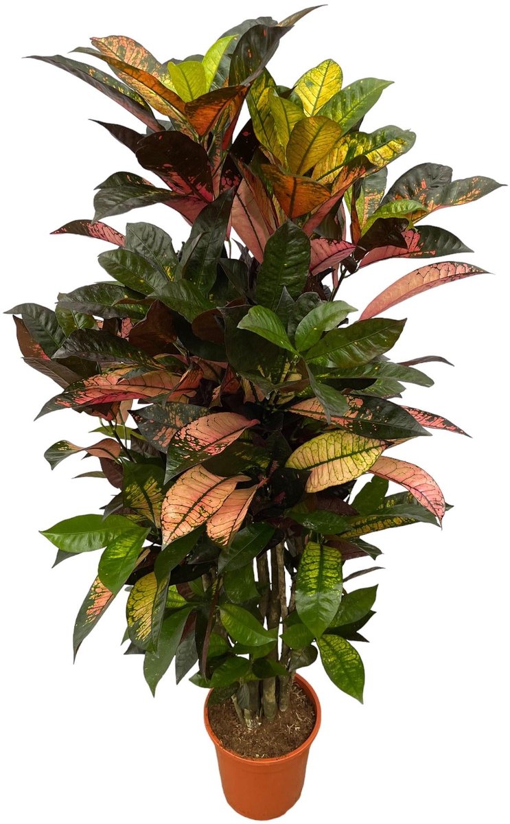 Codiaeum (Croton) Iceton vertakt - 100 cm - Ø24cm