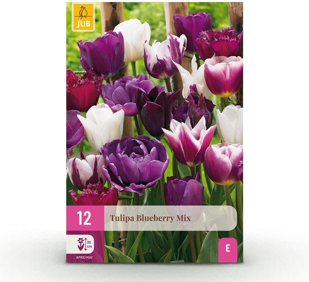 Bloembollen - Tulp Blueberry mix - Diversen Kleuren - 12 stuks - Bolmaat 11/12 - XXL Pack
