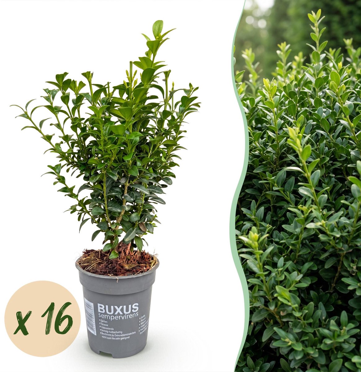 16x Buxus sempervirens - Palmboompje - Haagplanten - Groenblijvend - Groen - Pot 9cm - Hoogte 20-25cm