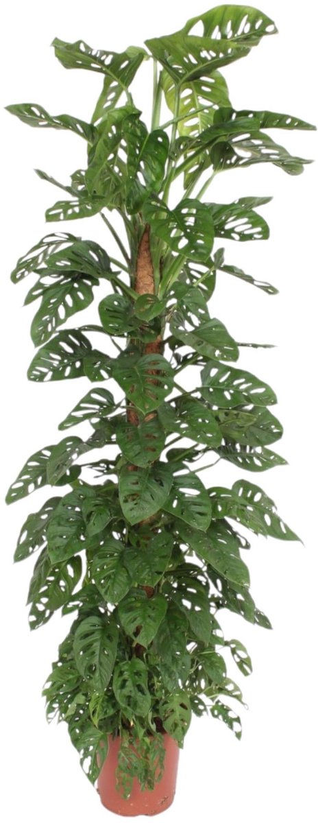 Monstera Monkey Leaf mosstok - 160 cm - ø27