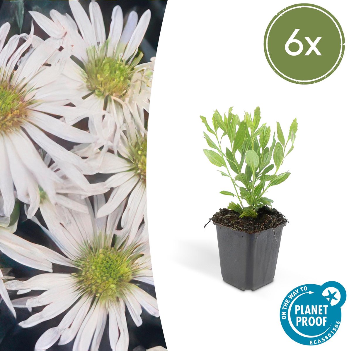 6x Aster ageratoides 'Ashvi' - 10-25cm - Ø9cm