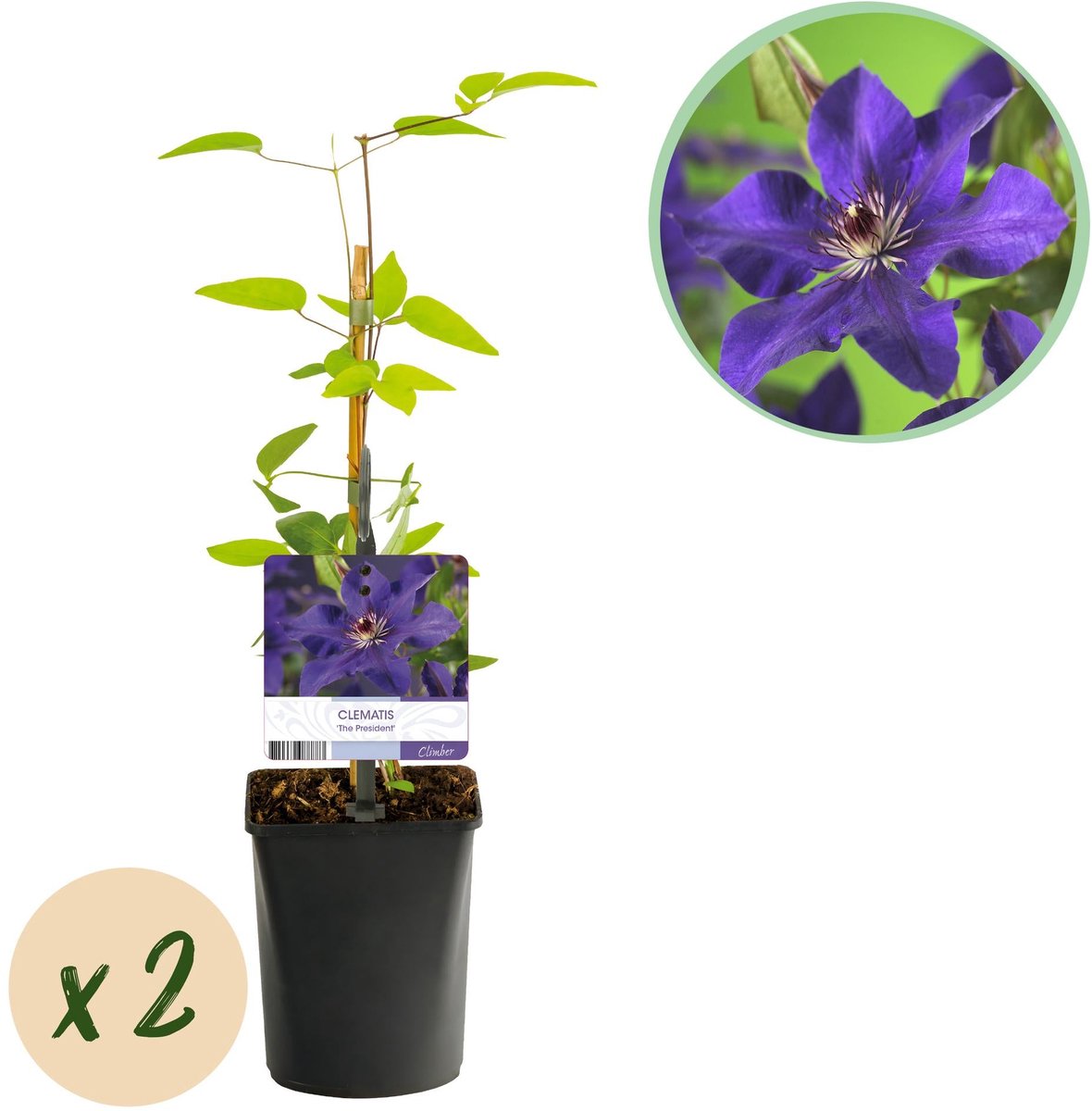 Klimplant - Clematis The President - Bloem Roze - Weinig onderhoud -2 planten - Pot 11cm Hoogte 40cm