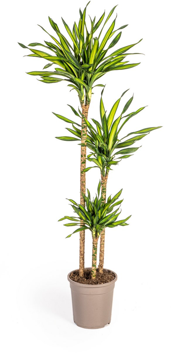 Dracaena Deremensis Rikki Ø24cm - 130 - 150cm