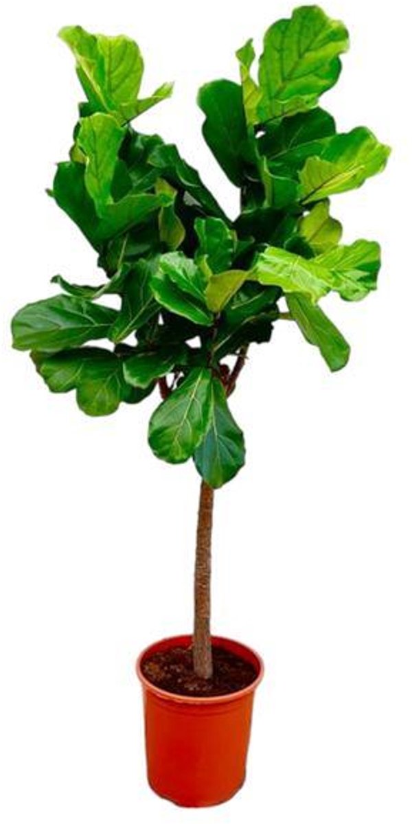 Ficus Lyrata boom ø27cm, 160cm hoog