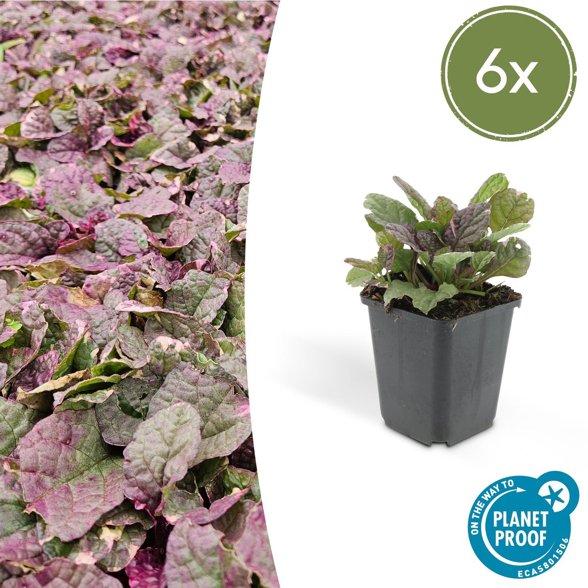 6x Ajuga reptans 'Burgundy Glow' - 10-25cm - Ø9cm