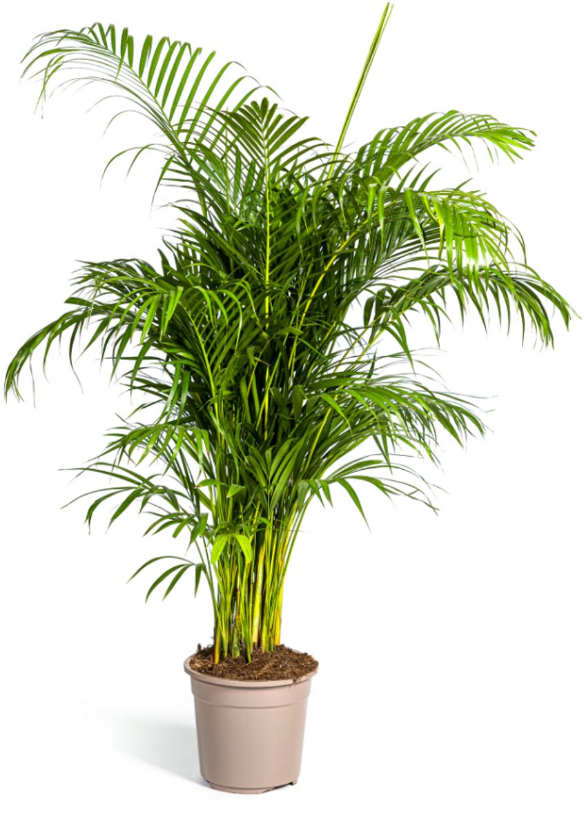 Dypsis Areca lutescens Ø27cm - 150 - 170cm
