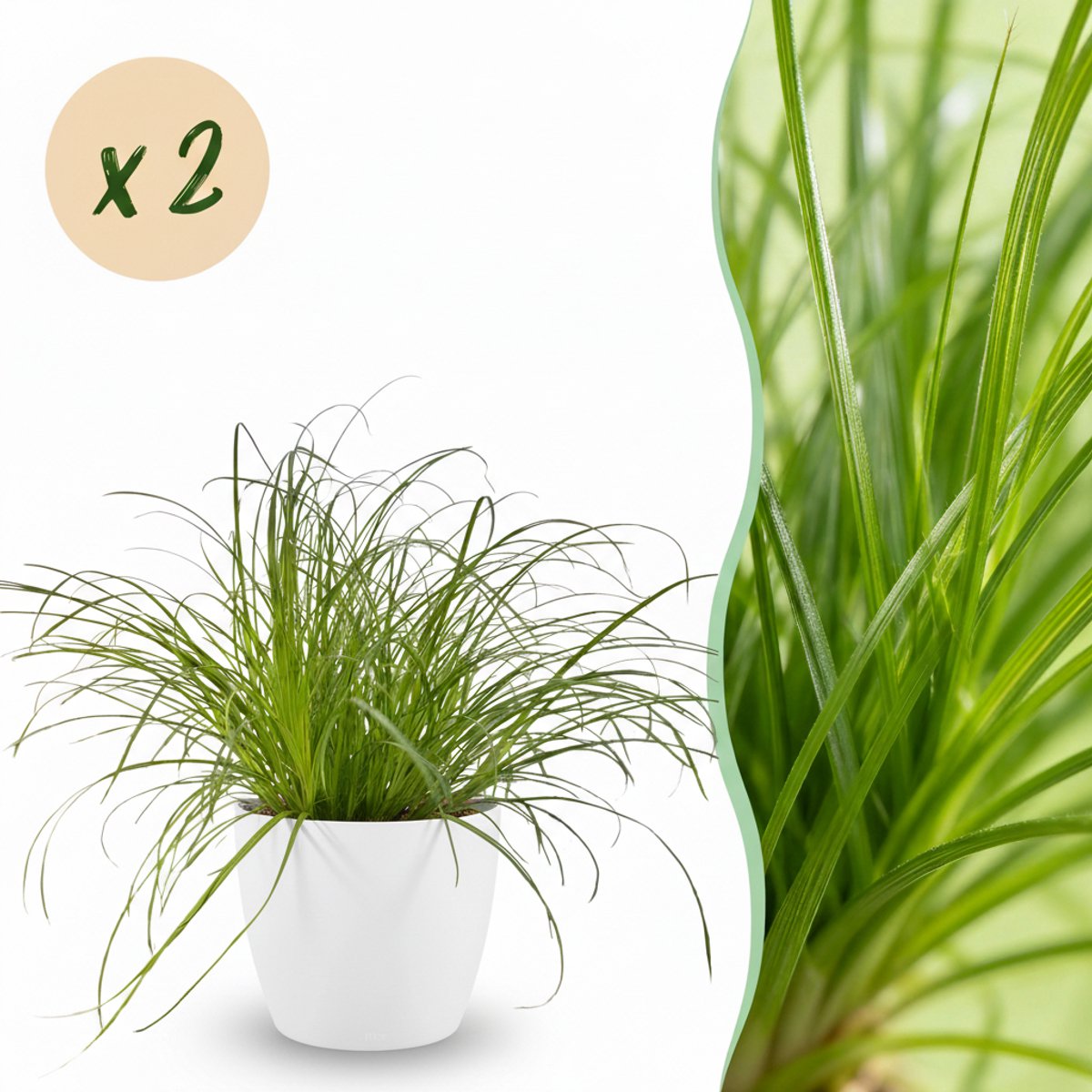 Kamerplant - Cyperus alternifolius Zumula - Kattengras - Huisdiervriendelijke Plant - Groen - 2 Planten - met Potter Wit - Pot 12cm - Hoogte 20cm
