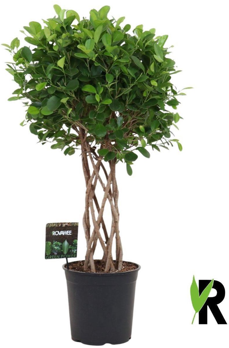 Ficus Moclame gevlochten cilinder - 120 cm
