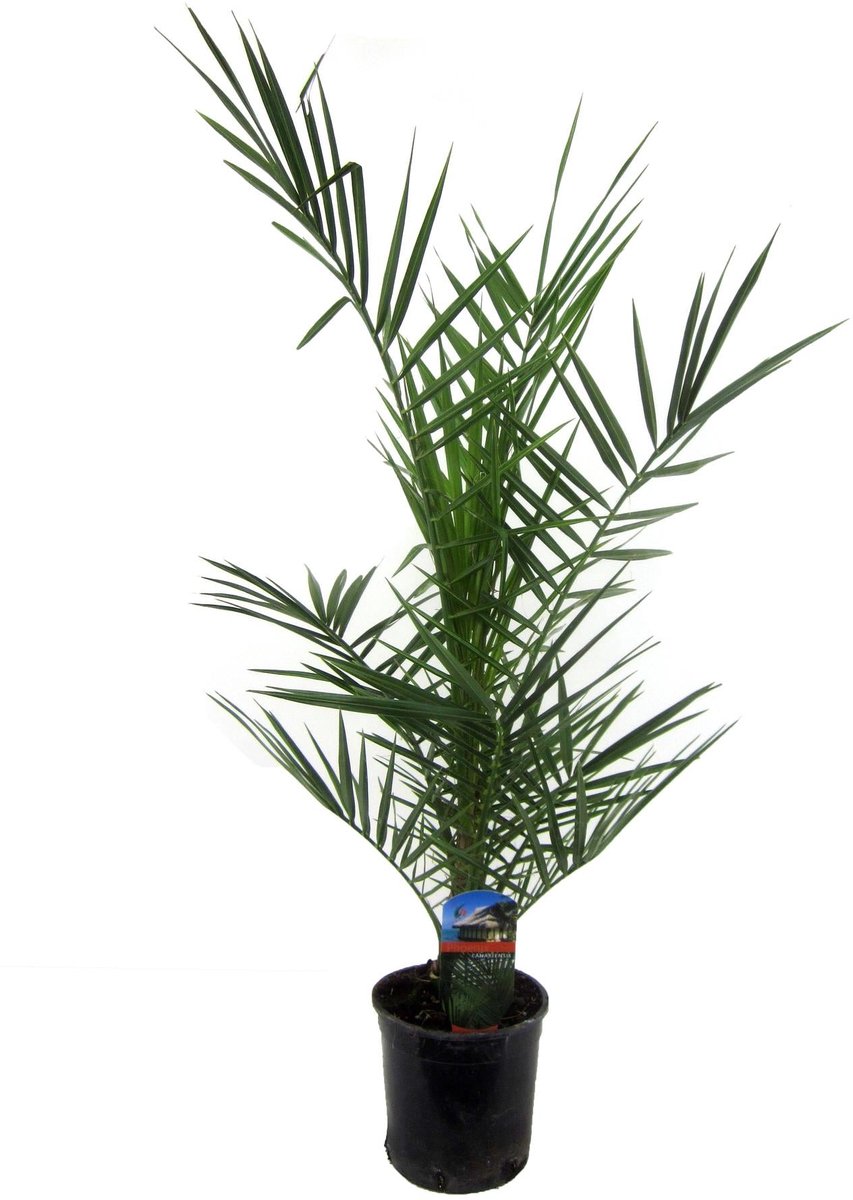 Phoenix Canariensis - 80 cm - Ø14cm