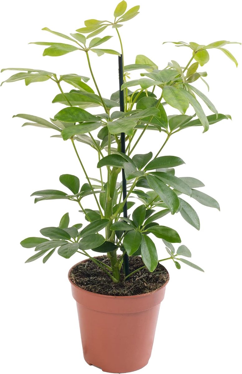 Exotische en echte kamerplant: Schefflera Nora. Groot, altijd groen, ideaal voor thuis.