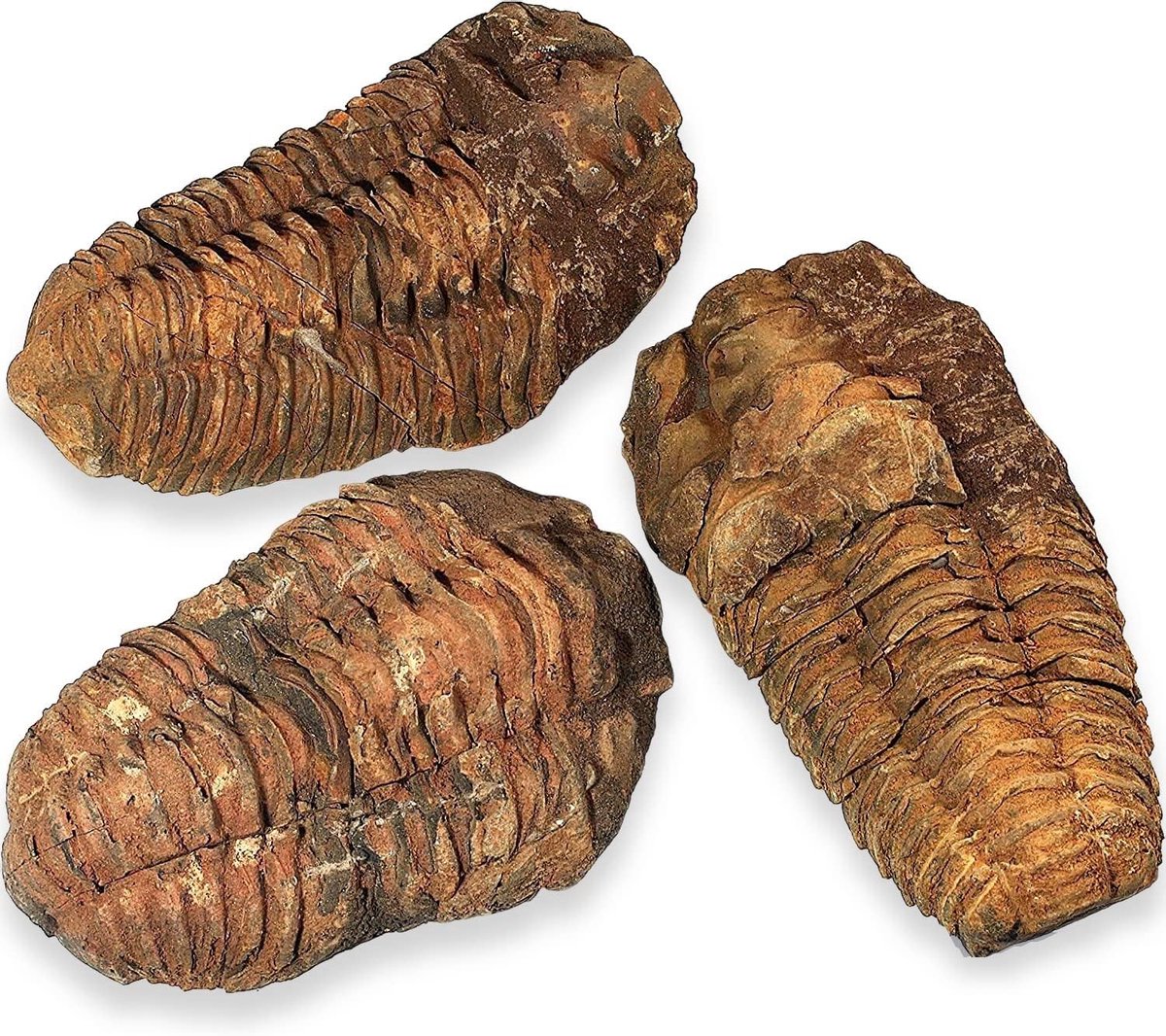 - FOSSIEL (CALYMENE KALYMENE TRILOBITE FOSSIELS 4-6 cm)
