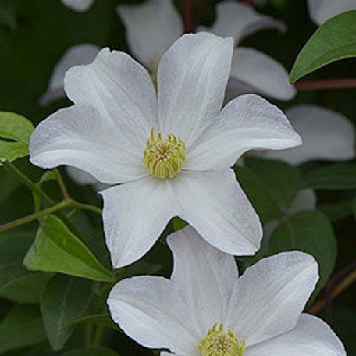 Clematis Huldine - Klimplant | Wit Bloeiend, Meerjarig en Winterhard | 1,5 liter pot