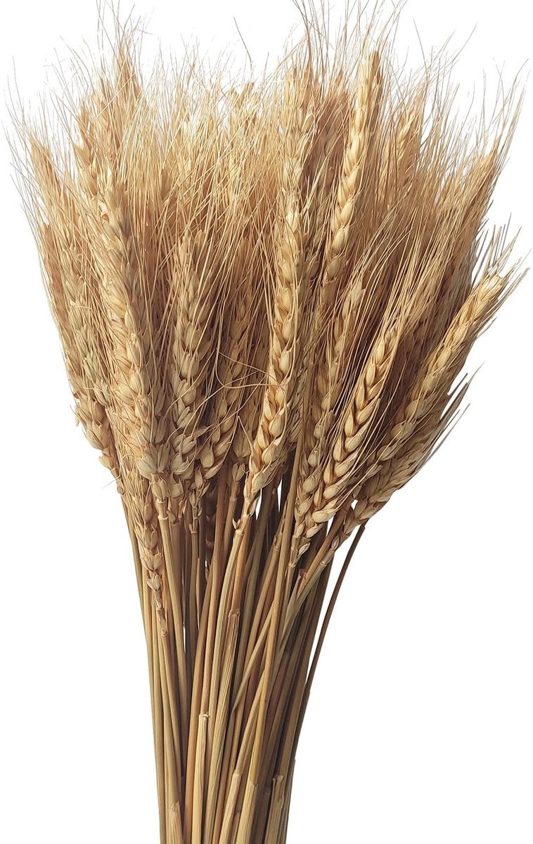 Drogere tarwe bloemen bos 100 stelen - Natuurlijk gedroogd - Perfect voor herfstdecoratie - ShopVlot