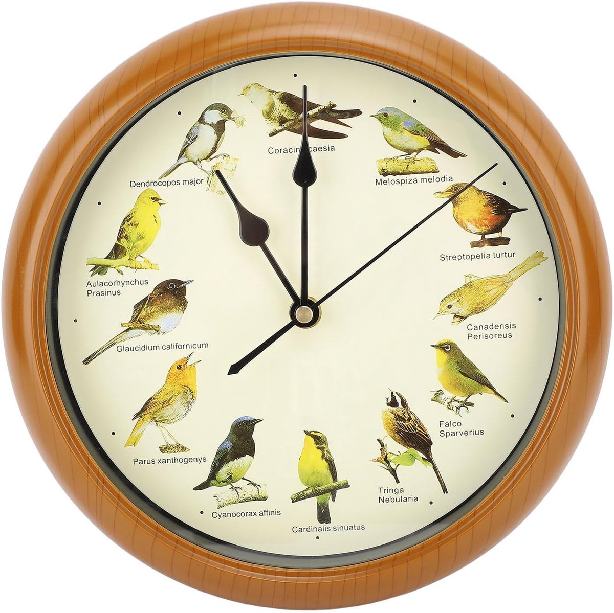 SnelShoppen - Wandklok met Vogelsong, Decoratieve Klok met 12 Inheemse Zangvogels, Stille Nacht, Originele Natuur Opnames, Thuisdecoratie, Niet-Tikken