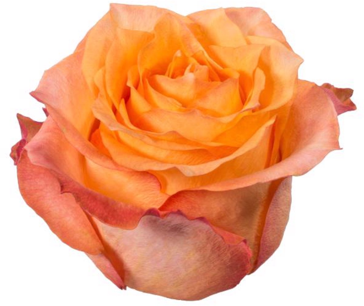 25x Rosa twilight 60cm