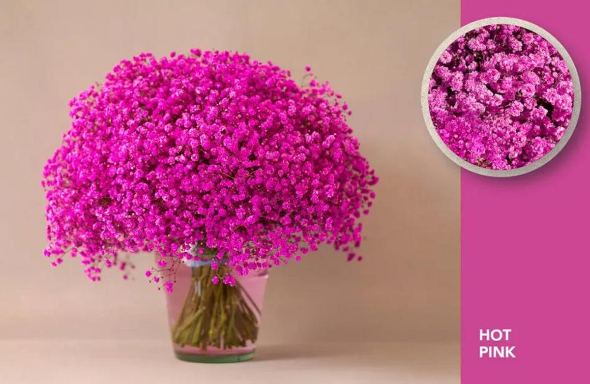 25x Gipskruid xlence hot pink 80cm