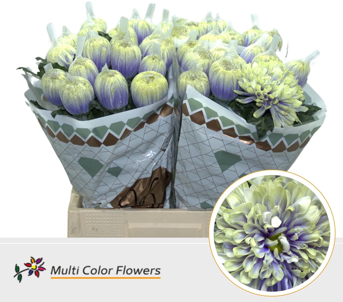 10x Chrysant antonov blue foot 70cm