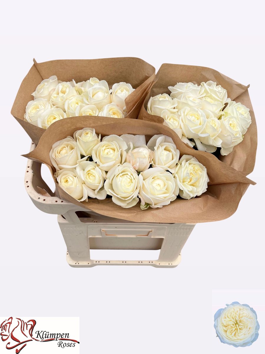 10x Rosa chic white! 60cm