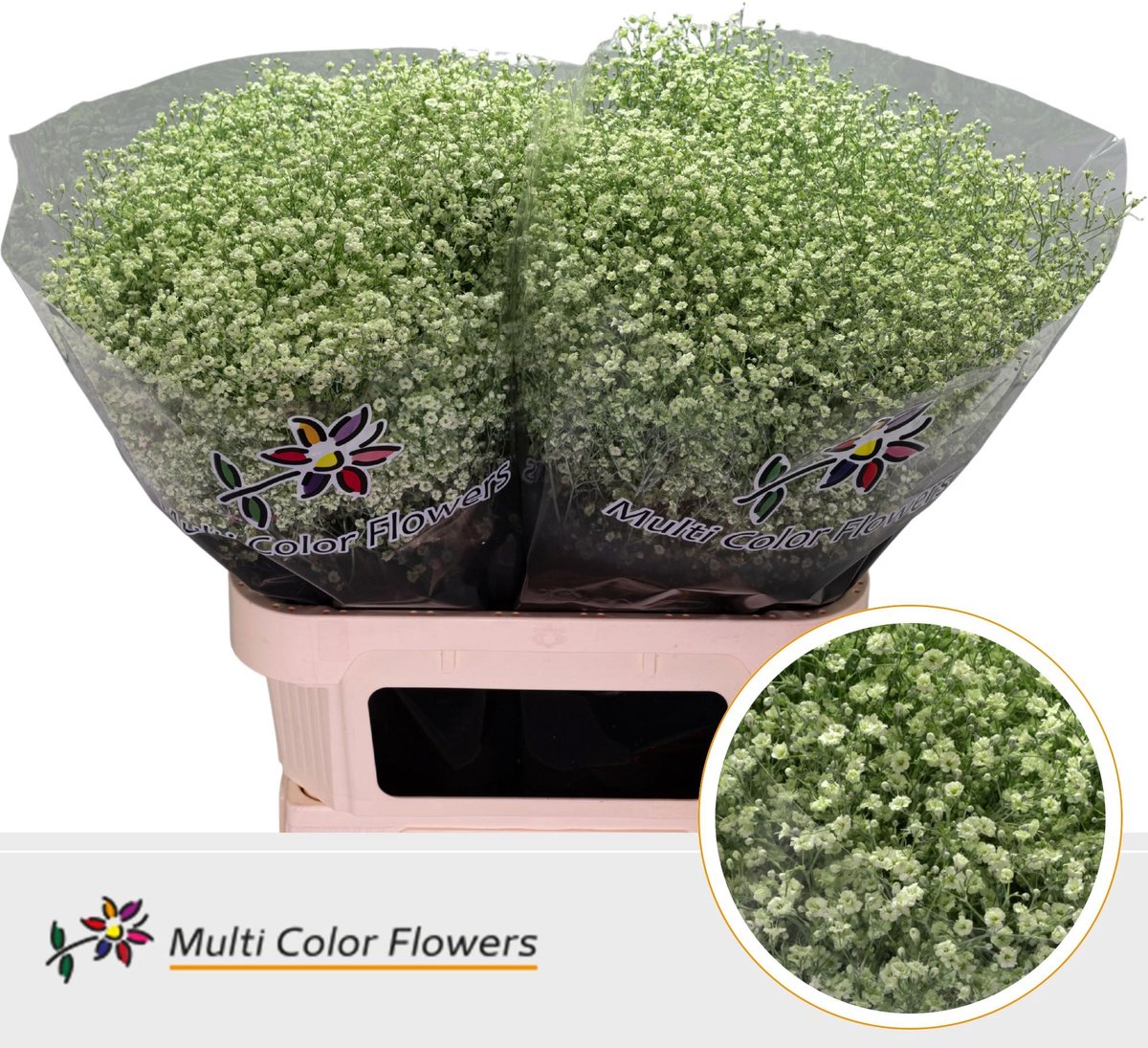 25x Gipskruid m.stars mintgroen 80cm