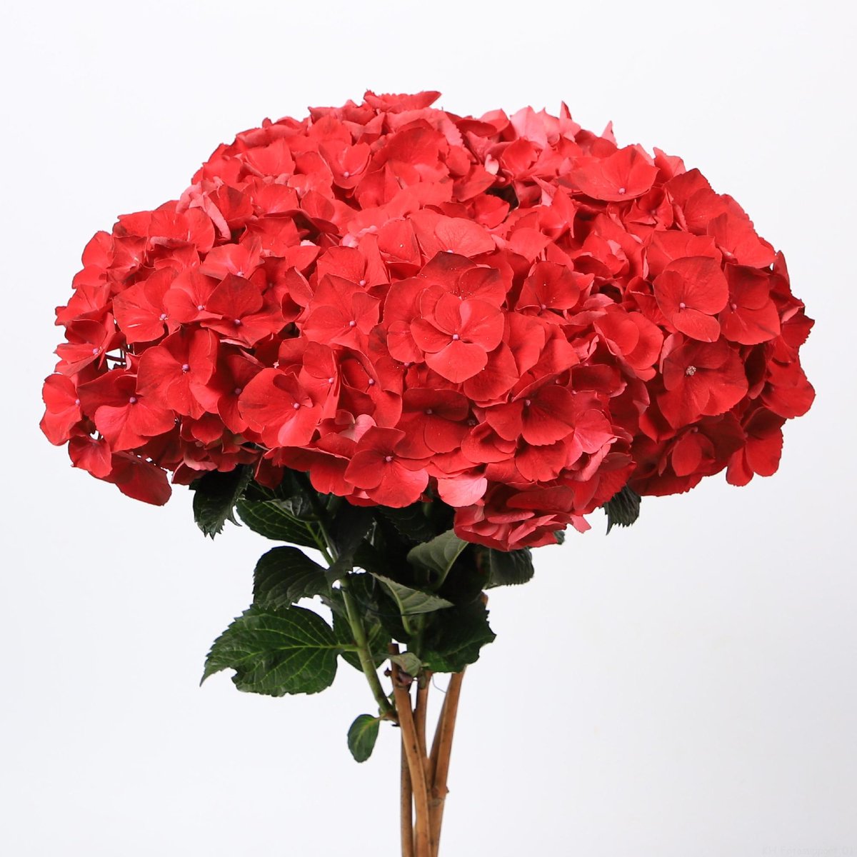 10x Hydr.mag.rubyred 50cm
