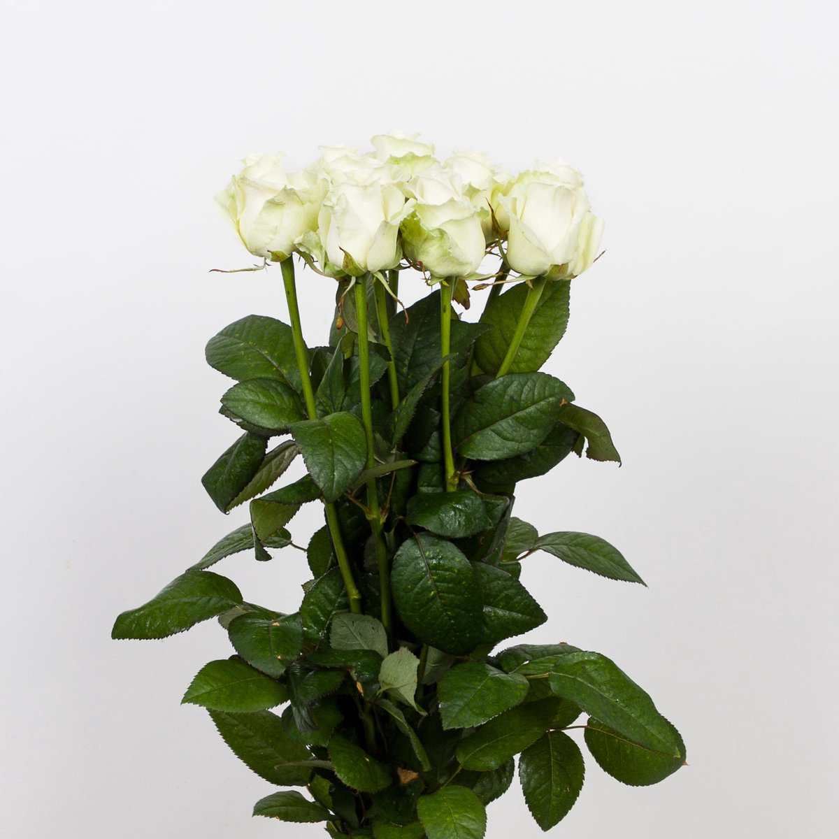 10x Rosa dolomiti 60cm