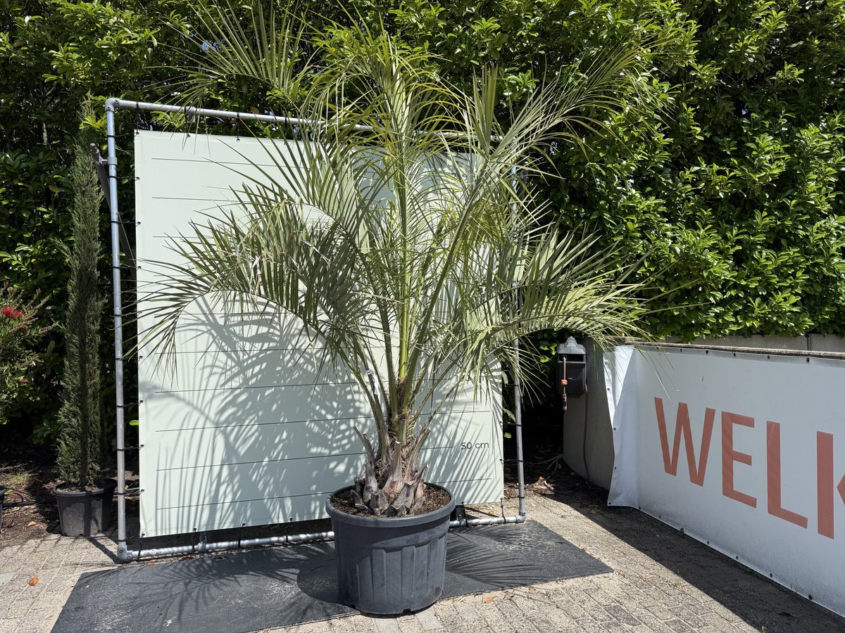 Geleipalm - Butia Capitata - Winterhard - Pot ⌀ 50cm - Hoogte 300cm