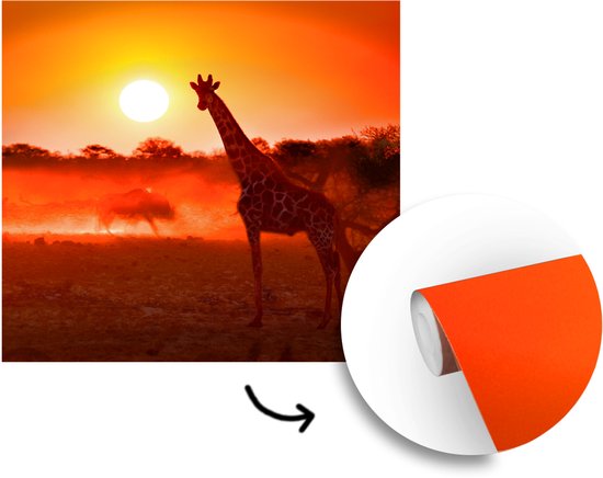 Behang - Fotobehang Giraffe - Zon - Savanne - Breedte 350 cm x hoogte 350 cm