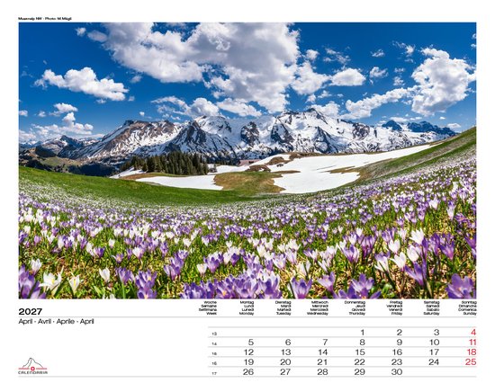 Veld vol paarse krokussen met besneeuwde bergen en groene heuvels.