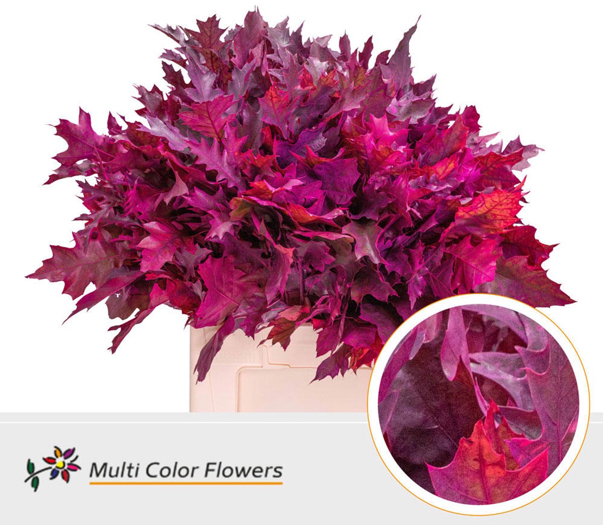 100x Sg quercus rubra overig 60cm