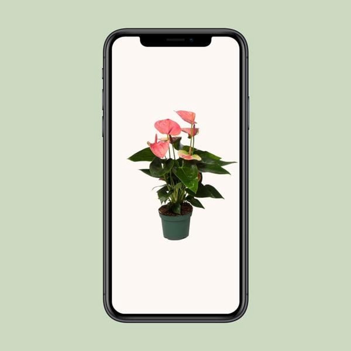 Anthurium Sweet Dream - Ø12cm - 35cm