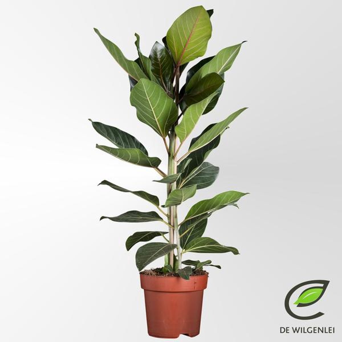 Ficus Benghalensis 'Joy' P21 - Ø21cm - 90cm