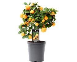 Citrus Calamondin - Ø15cm - 40cm