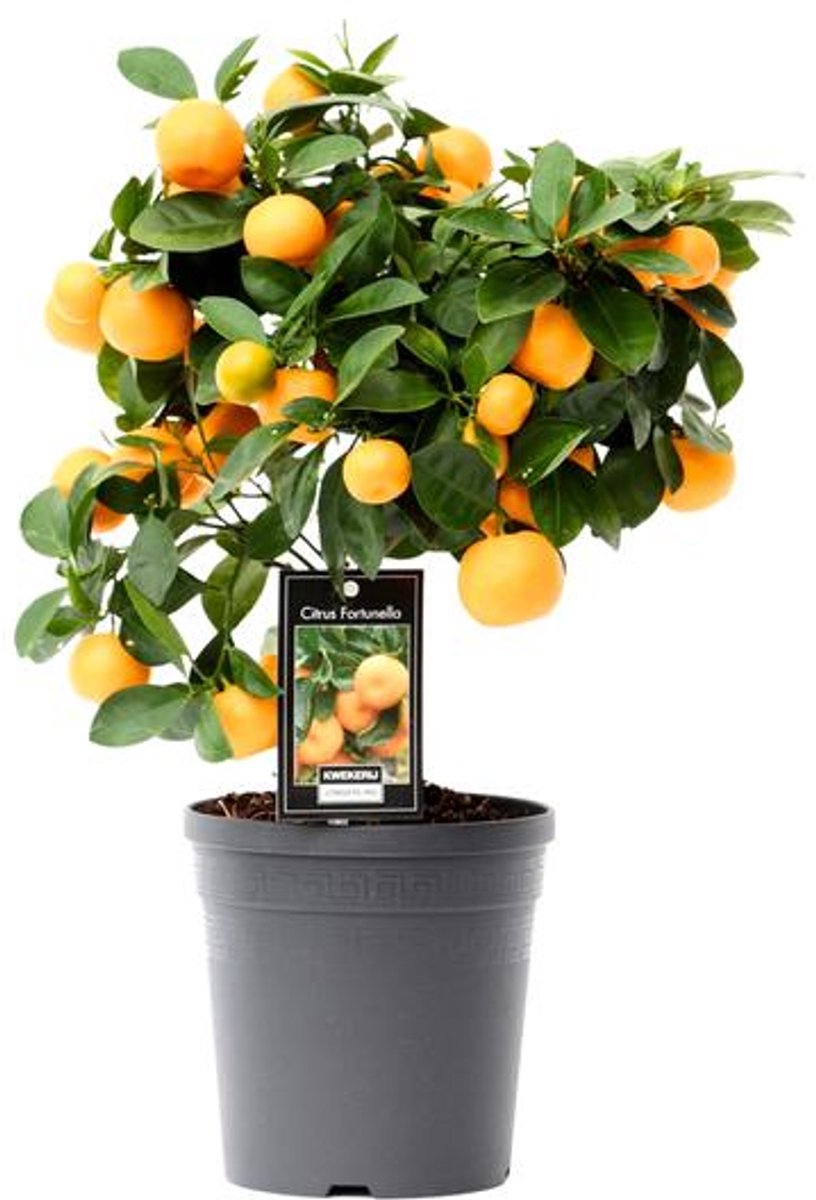 Citrus Calamondin - Ø15cm - 40cm