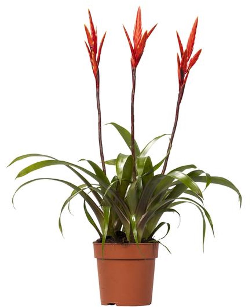 Vriesea Elan Toef - Ø12cm - 55cm