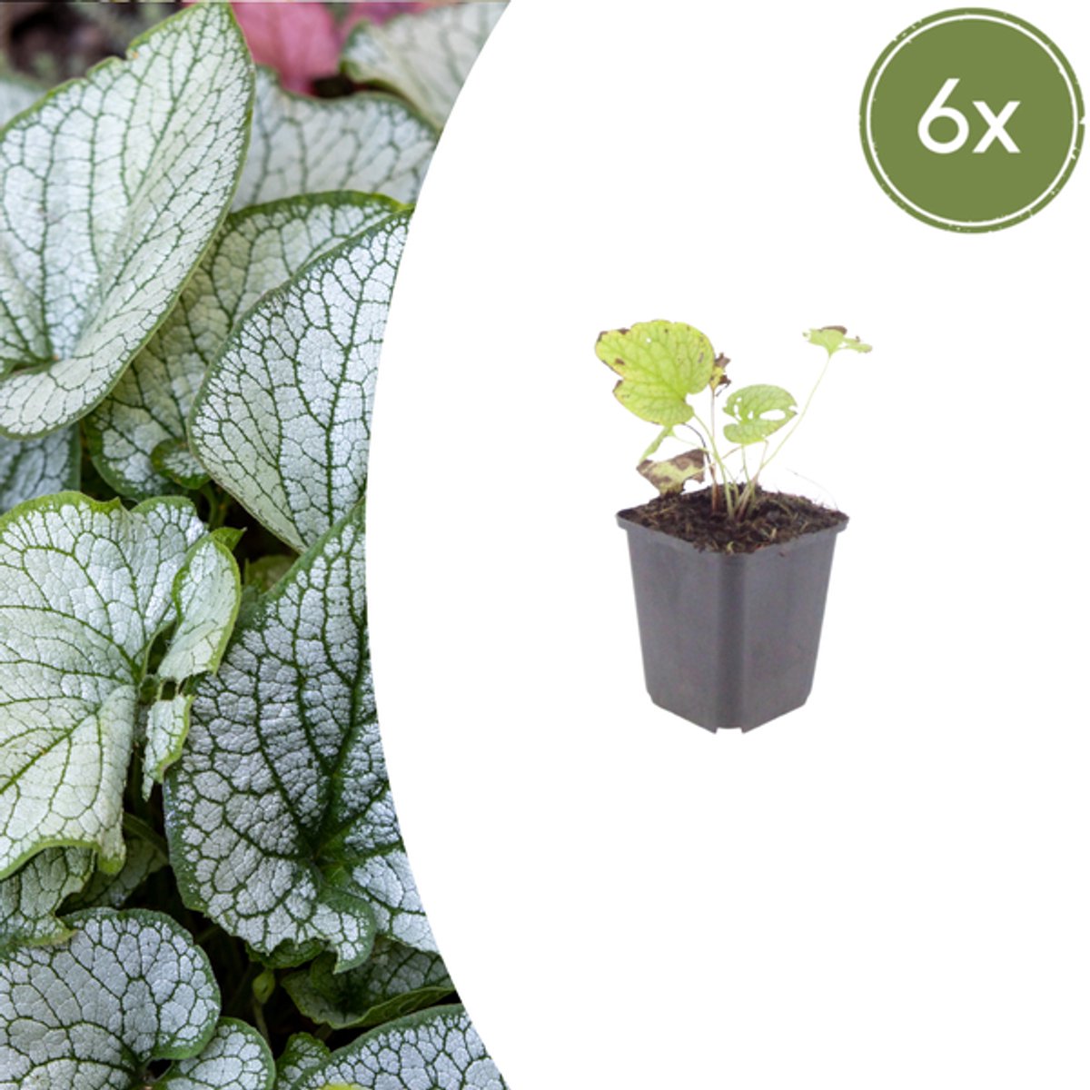 6x Brunnera macr. 'Jack Frost' - 10-25cm - Ø9cm